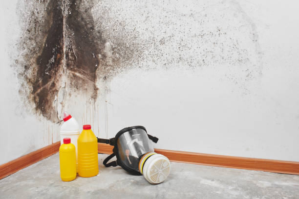 Best Localized Mold Remediation (e.g., coastal areas, humid climates) in Keene, TX
