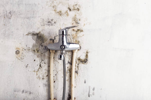 Best Industrial Mold Remediation in Keene, TX