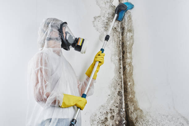 Best Post-Flood Mold Remediation in Keene, TX