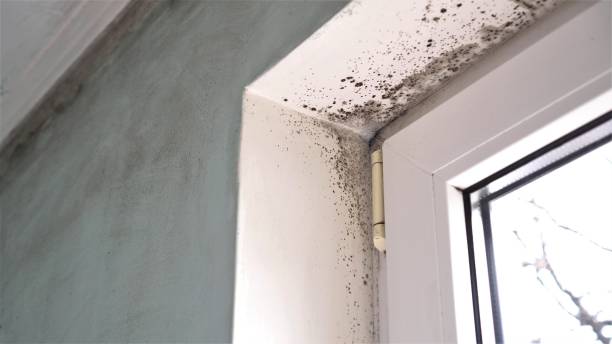 Best DIY Mold Remediation Support Services in Keene, TX