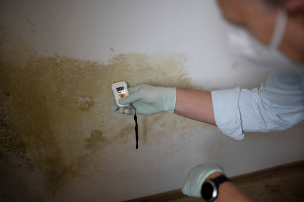 Best White Mold Remediation in Keene, TX