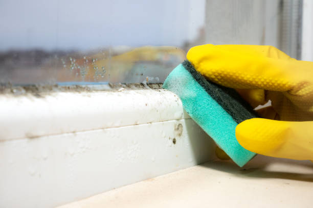 Best Post-Flood Mold Remediation in Keene, TX
