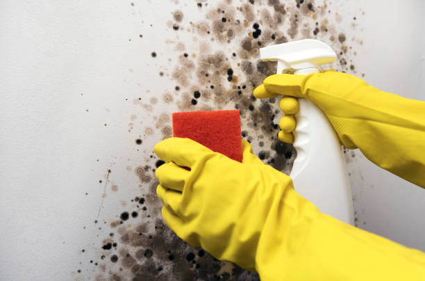 Best Emergency Mold Remediation in Keene, TX