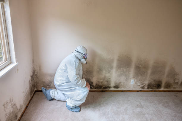 Best Attic Mold Remediation in Keene, TX