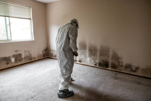 Best Health and Safety Mold Remediation in Keene, TX