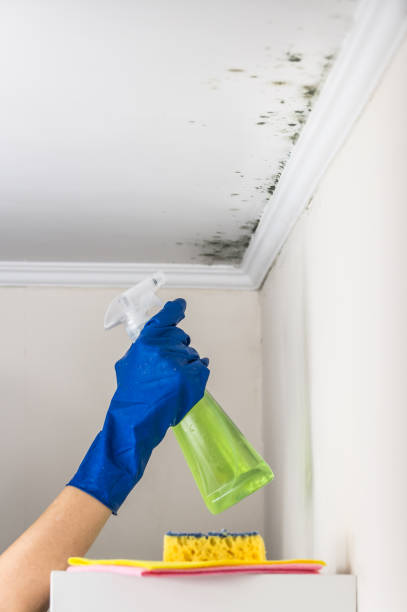 Best Industrial Mold Remediation in Keene, TX